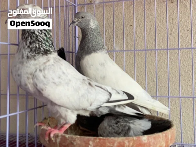 حمام باكستاني