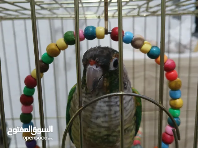 للبيع ببغاء جرين شيك أليف