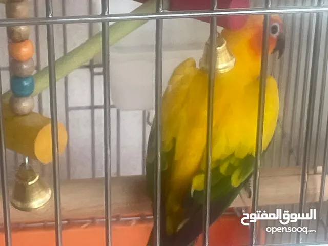 صن كنيور استرالي