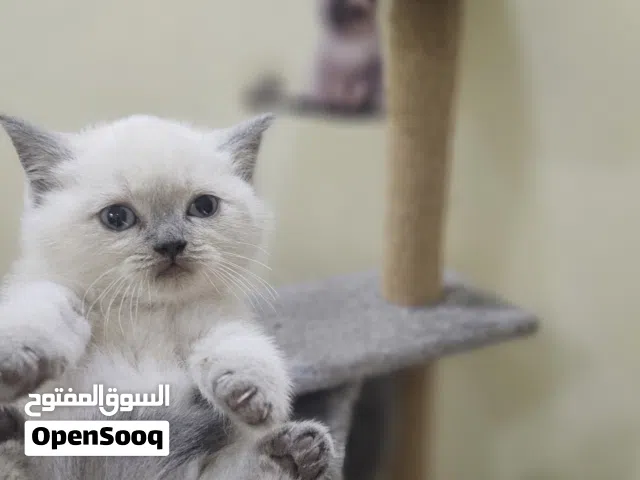 Scottish straight- سكوتش ستريت