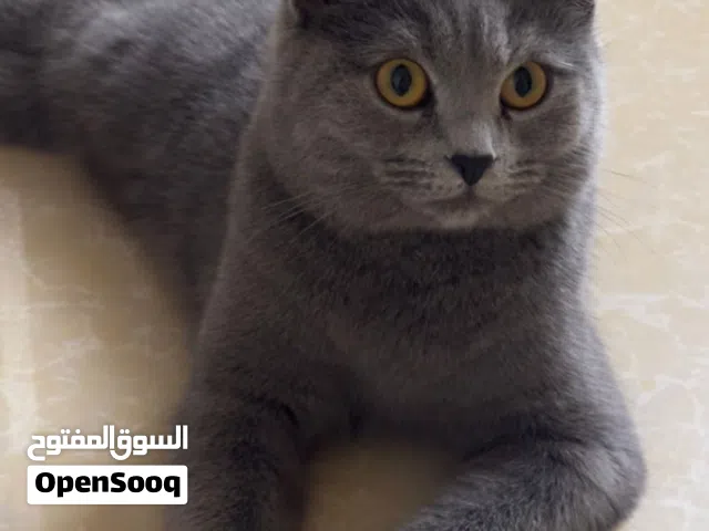 قطه أنثى بريطانيه مع مستلزماتها