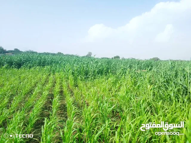 Farm Land for Sale in Al Hudaydah Other