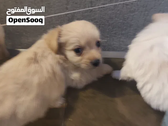 كلب مالتيبوو للبيع