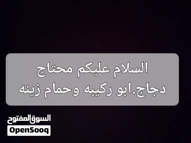 دجاج  البيع