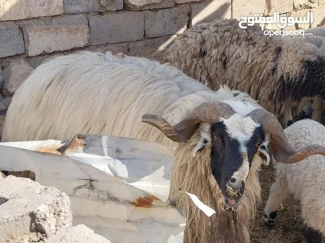طليان للبيع