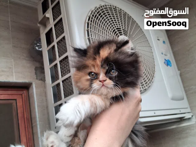 بسم الله ماشاء الله  انثي كاليكو بيرشن بيور 55 يوم  نضيفه جدًا _ ألوانها جميلة – الصحه ممتازه