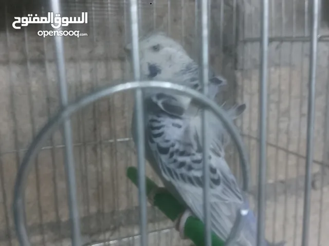جوزين تكساس واحد ذهبي واحد رمادي