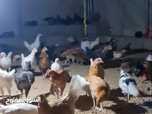 دجاج عماني بعمر الانتاج وسمان