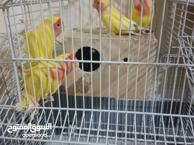 4 lovebirds with a beautiful trolley cage.