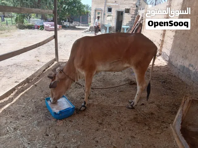 عجله عمانيه