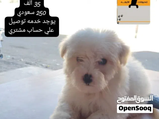 ذكر مالتيز عمر شهرين