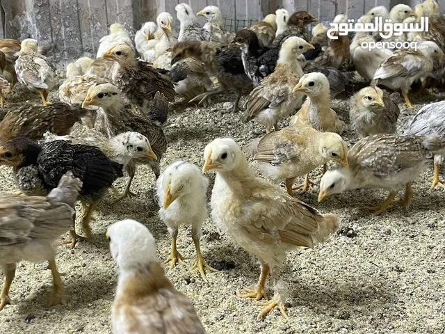 للبيع دجاج عربي فروخ