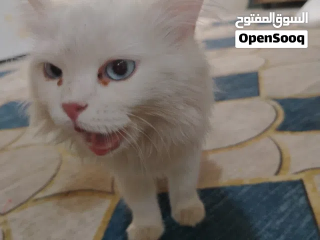 بزونه  اليفه