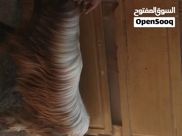 omani goat for sale