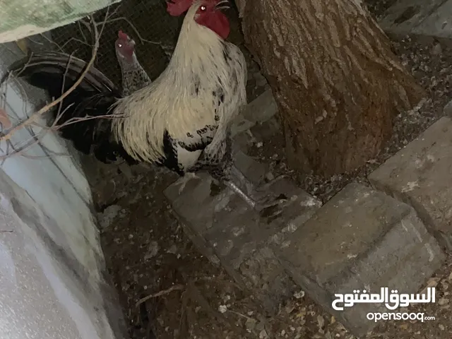 كل الدجاج على 250 دجاج للبيع ديك فيومي ودجاج فرنسي احمر وفي حبه كوشن وفي أنواع ثانيه كلهم على 250