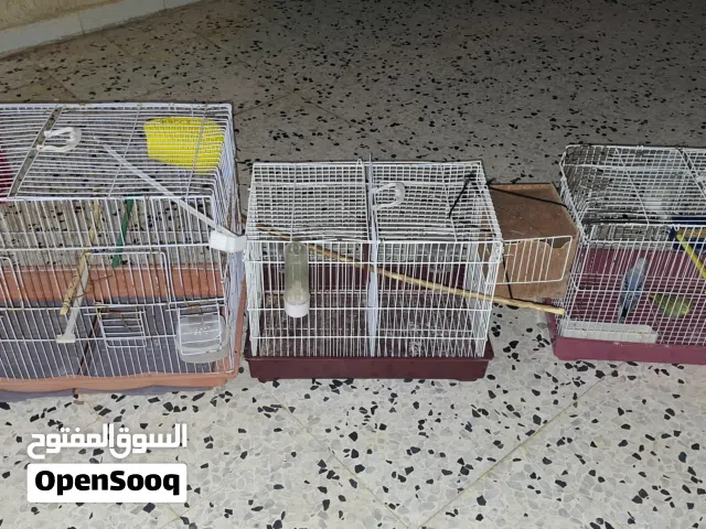 كوبياا للبيع ربي ايبارك تحتهاا فرخين ومزال الدحي ومعاهاا 3 اقفاص مشاء الله