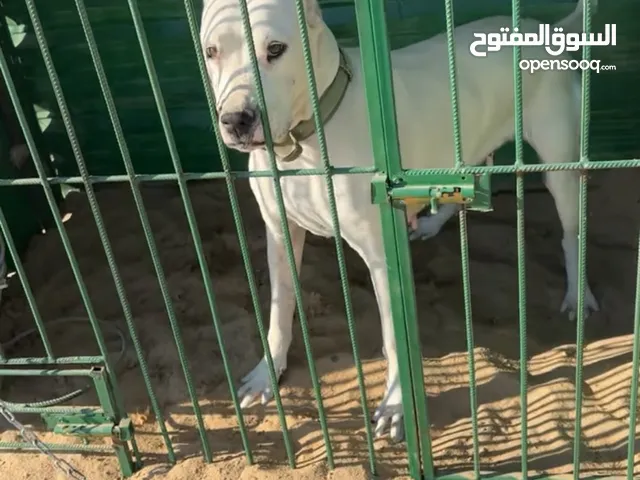 سلام عليكم مفقود ارجنتنو نثية في كبد