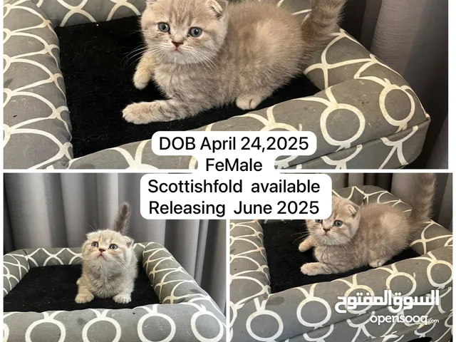 Scottishfold scottish straight kittens lot of colours
