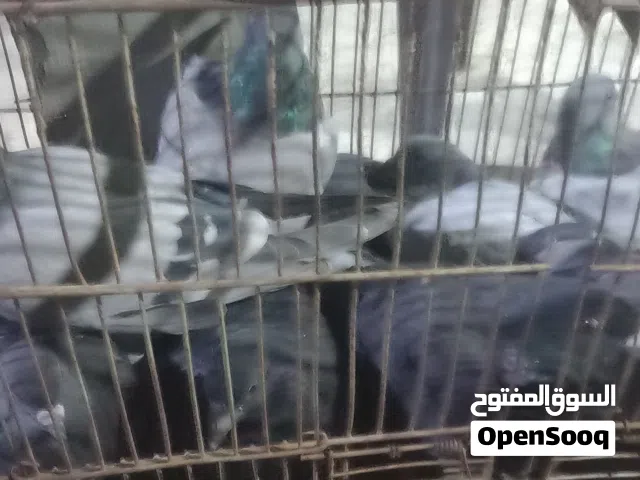 حمام للبيع خمس اجواز بلدياتللبيع او بدل على صيصان جاج ا