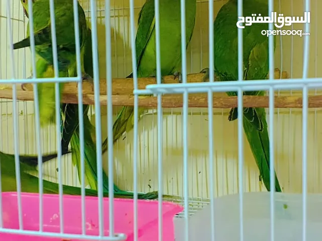 ببغاء دره إنتاج محلى