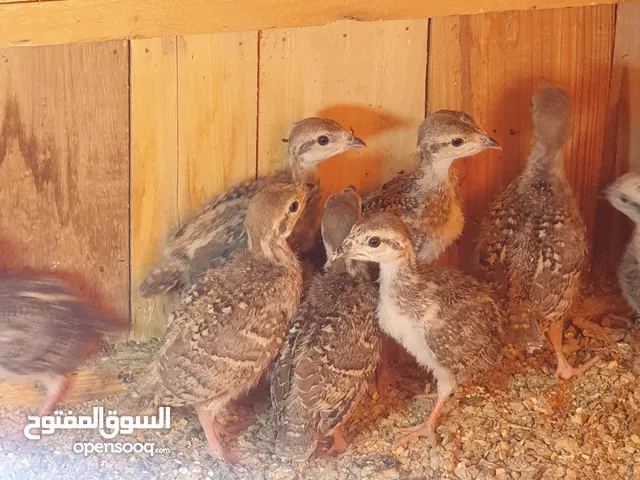 حجل ( شنار ) عمر اسبوعين صحة ونظافه