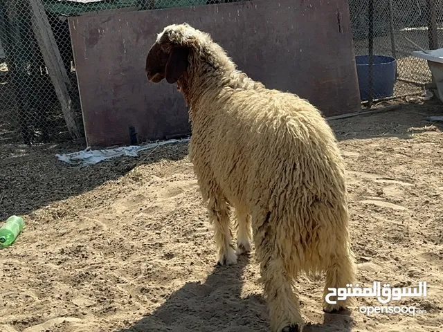 خروف نعيمي بيور وماشاء الله مستوى طيب وراهي اللهم بارك ومشروع طيب للتربية