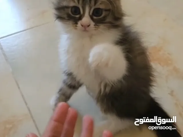 قطة شيرازية صغيره للبيع