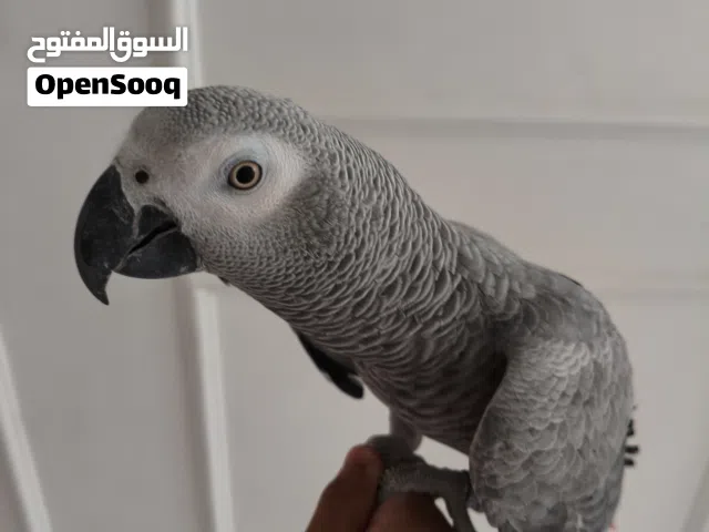 كاسكو أليف متكلم للبيع