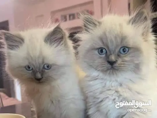 قطط هملايه زي الالعاب تبارك الله العمر 55 يوم