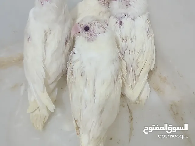 عشااااق الطيور الاليفة ،، متبقي 3 فروخ روز البينو عيون حمر .. خدمة التوصيل فقط ب 500 ريال