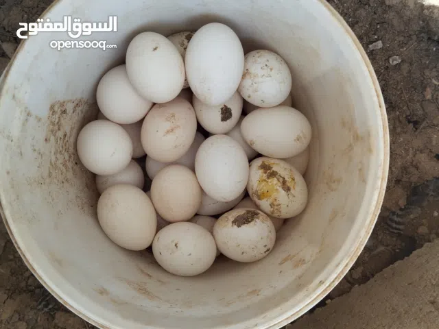 بيض بلدي فيومي مخصب