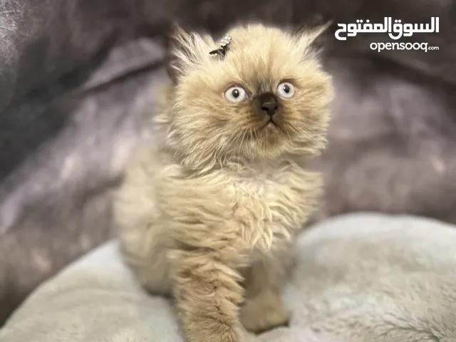 Male himalayans kitten