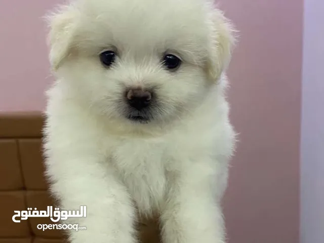 Pure mini griffon for sale