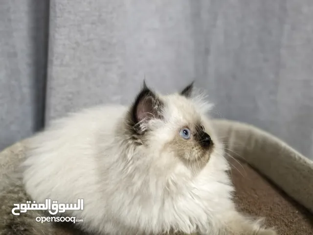 Charming 3Month Old Point - Color Ragdoll Kitten: A Fluffy Bundle of Joy Seeking Its Forever Home