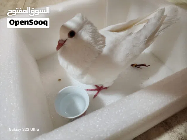 كوبيه تونسي للبيع
