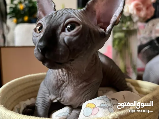 Female Sphynx cat 3 months old