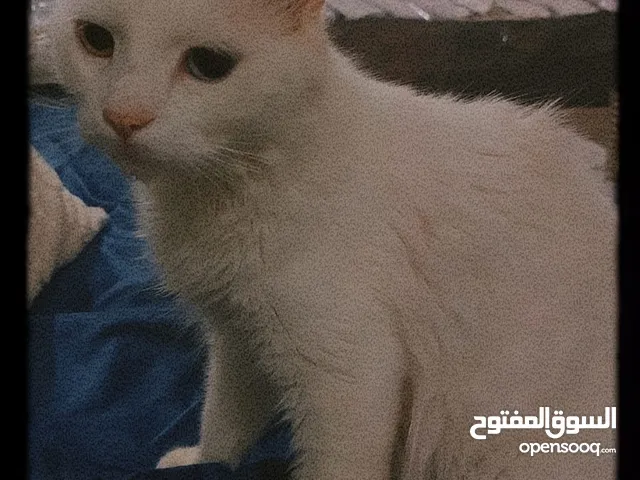 قطط للتبني مجانا - Free cats for adoption مجانا للتبني