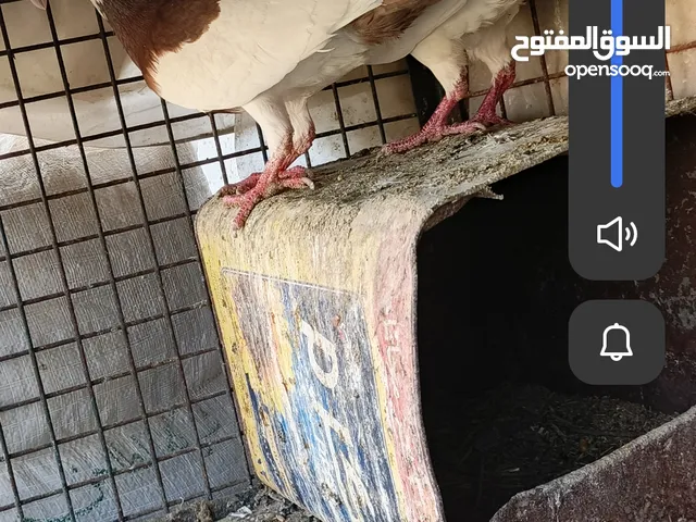 جوز مع فحل للبيع ..