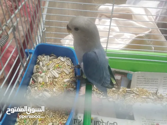 روز السعر 25