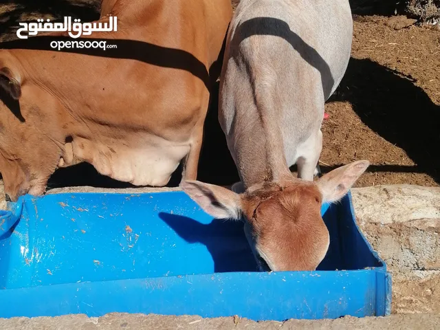 أبقار للبيع