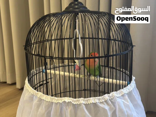 عصفور روز جدة