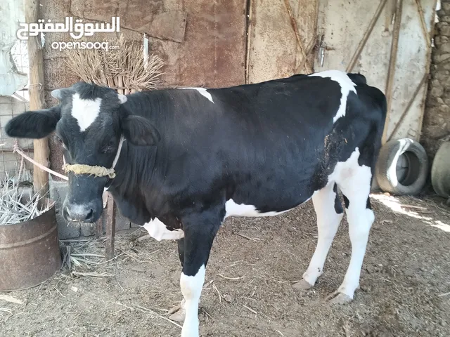 بحر فريزية للبيع