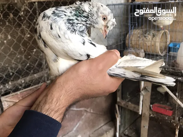 حمام بالصلاة على النبي