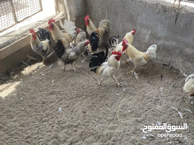 بيع دياكة عمانية