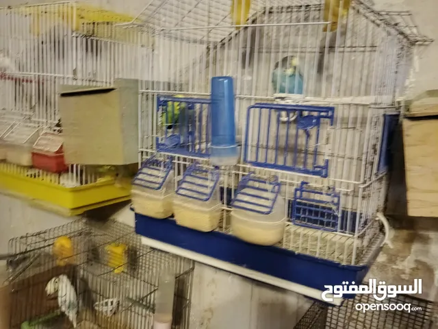 عصافير فراخ وقفاص عصافير