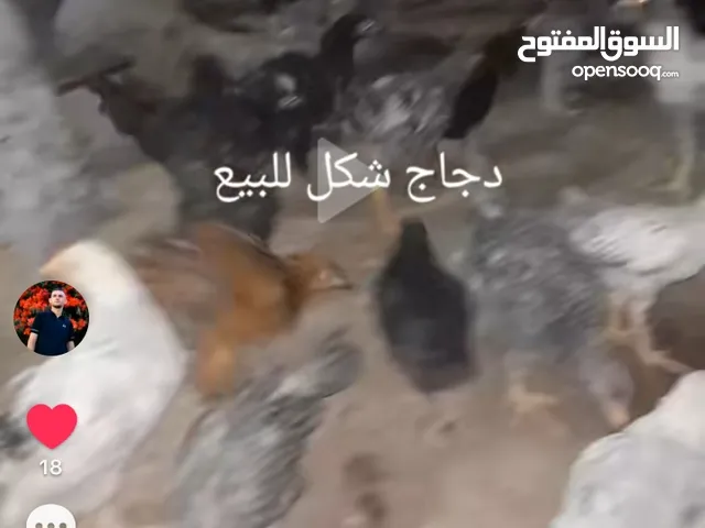 دجاج و فراخ انواع مشكل للبيع