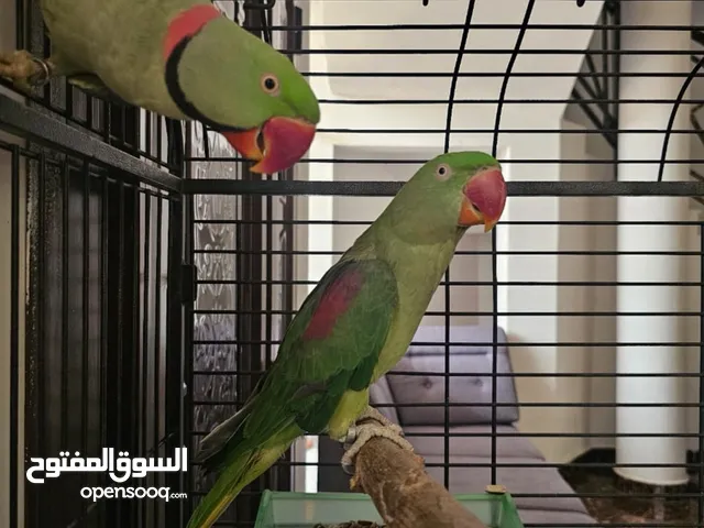 زوج ببغاء نيبالي العمر جاهز جق الإنتاج