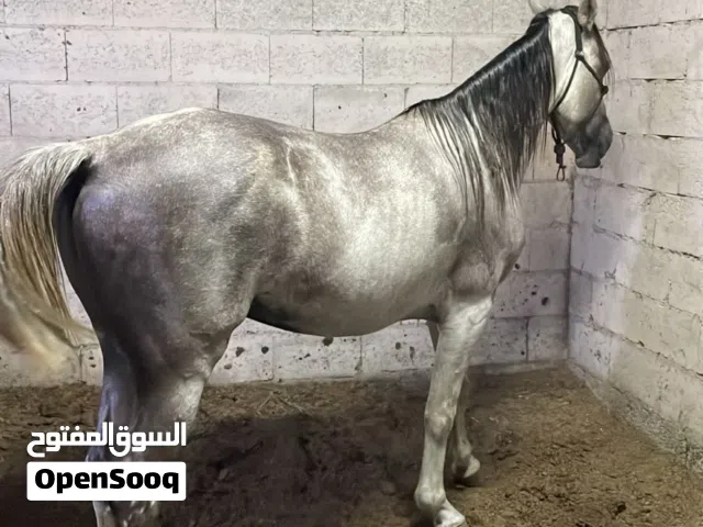 للبيع خيل عربي فحل العمر 5 سنوات و نص