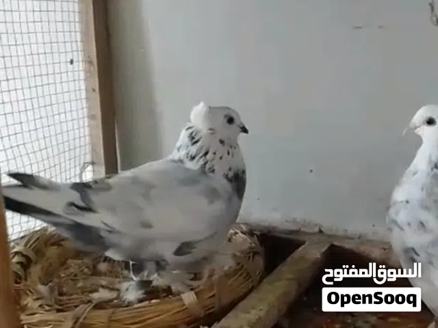 السلام عليكم حمام للبيع او مراوس زوج نصيه وفحل زينه وتك فحل كسره ورعشه حمام صاحي ونضيف