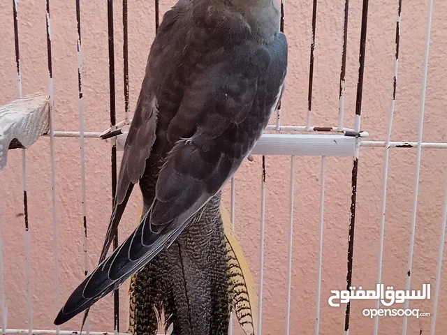 فرخ كالوبسيت عمر 5 شهر بصحة جيدة مكان قالمة